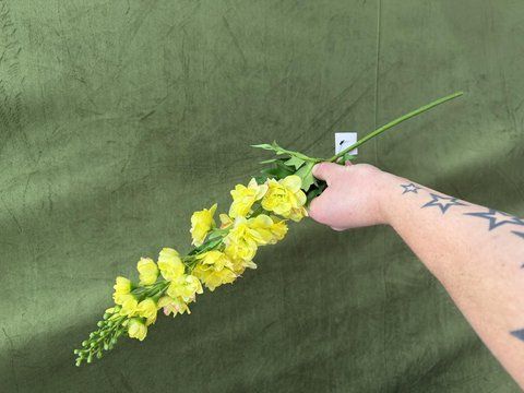 Дельфініум 74см, Жовтий яєчно рожевий