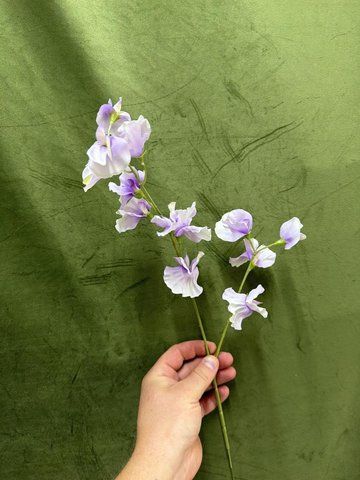 Фото Духмяний горошок 60см