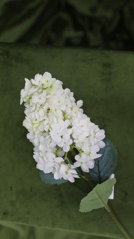 Гортензія метельчаста 60см, 2