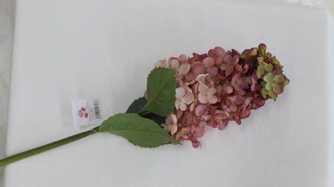 Гортензія метельчаста 60см, 1