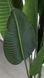 Бананове дерево 160см
