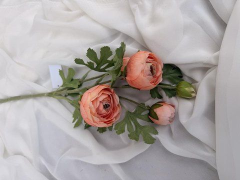 Ранункулус х5 60см, Шампань