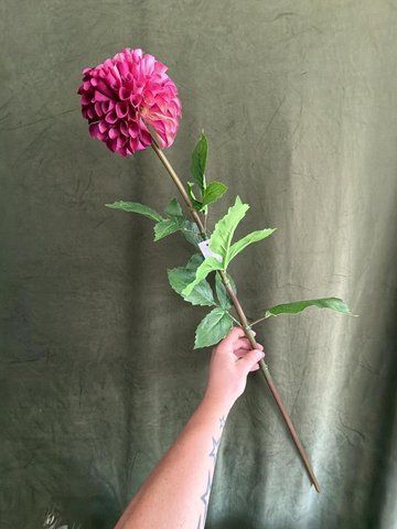 Жоржина на стеблі 97см, голова 13см, Beauty