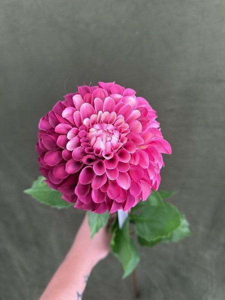 Жоржина на стеблі 97см, голова 13см, Beauty