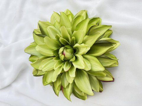 Фото Жоржина голова 20см