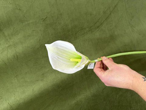 Кала 75см, Білий