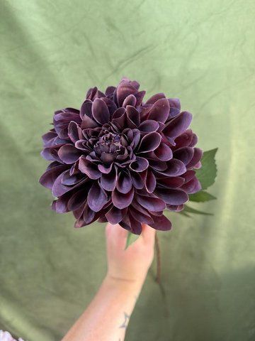 Жоржина 73см, Баклажан