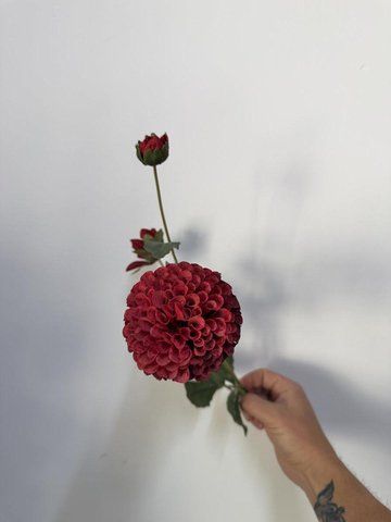 Жоржина 70см, квітка + 3 бутони, Червоний