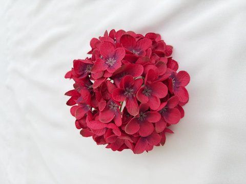Фото Гортензія голова 12см