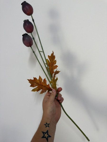 Фото Мак ягода