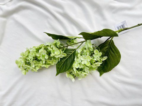 Гортензія метельчата 2 на гілці 80см, бутони 20см, Зелений