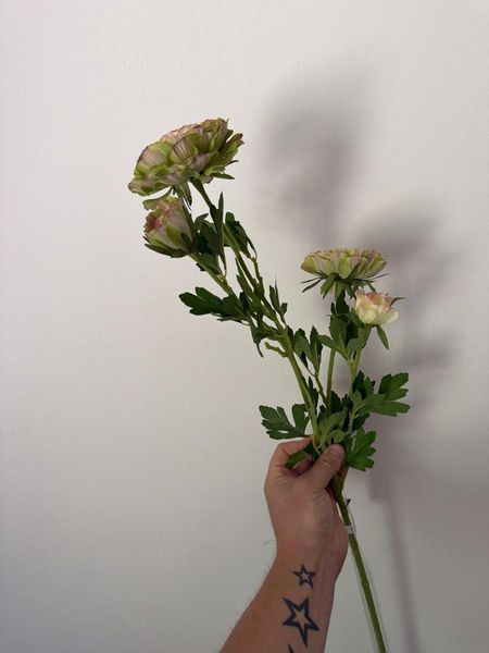 Ранункулус 70см, Зелений край жовтий